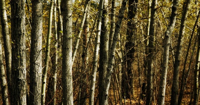Trees growing closely together