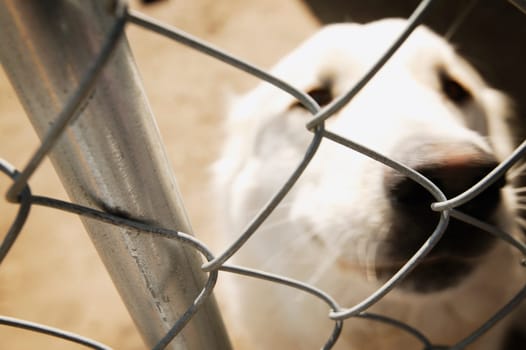 Dog behind fence