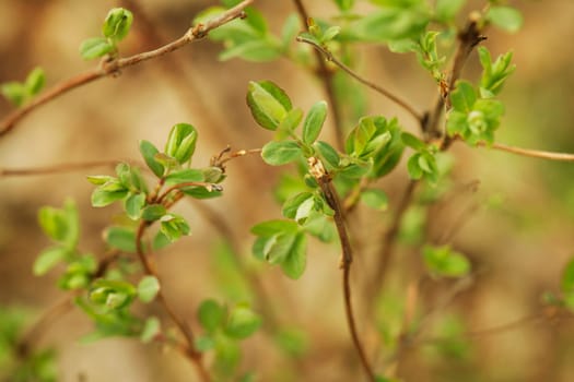 New growth on a plant