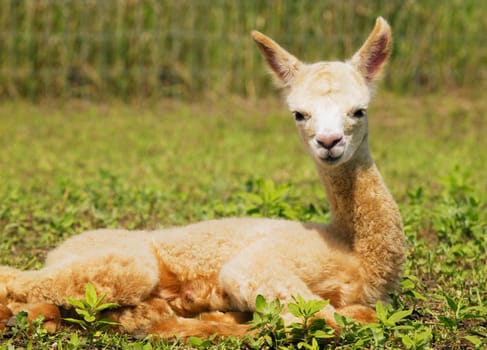 Lama