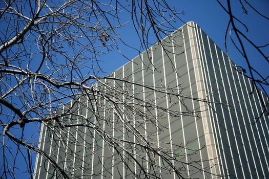Skyscraper seen through bare branches