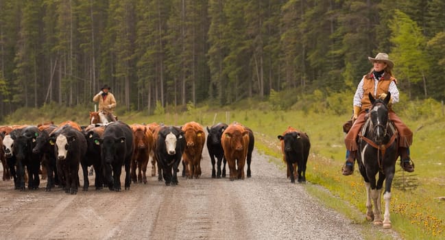 Cowboys on cattle round up Southern Alberta Canada