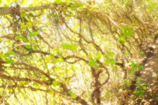 Branches creating light and shade