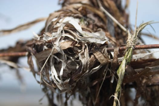 A close-up of dried seaweed on a wire