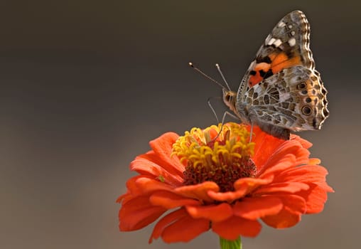 My Friend the Painted Lady 3
