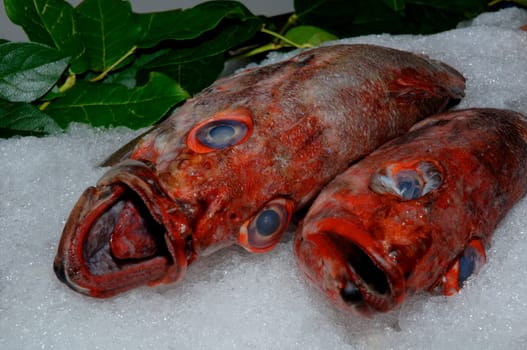 Two fish on ice