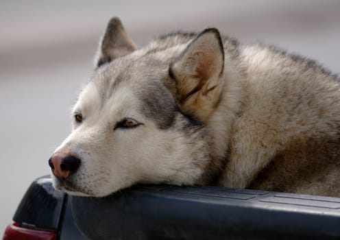 A close-up of a Siberian Husky