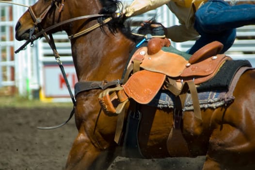 Excitement of rodeo