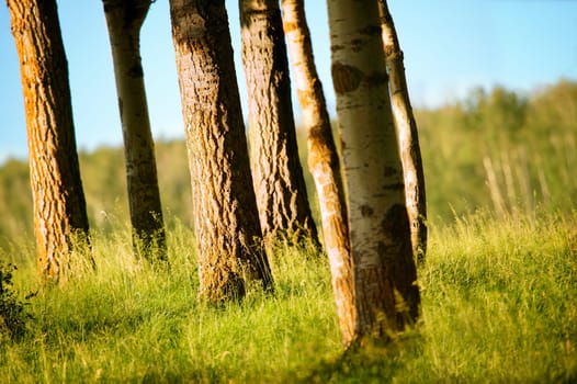 A small cluster of tree trunks