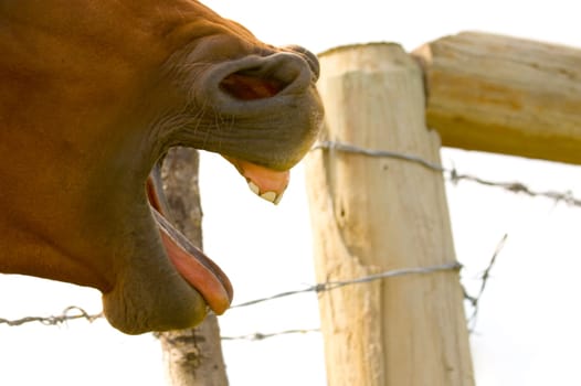 Side profile of horse with mouth open