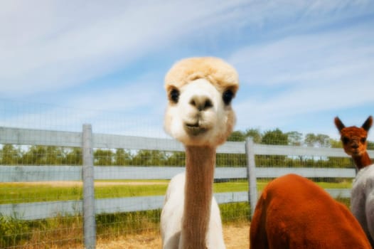 Young llama