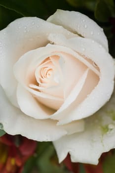 Closeup of white rose