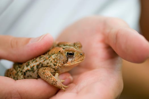Closeup of brown toad