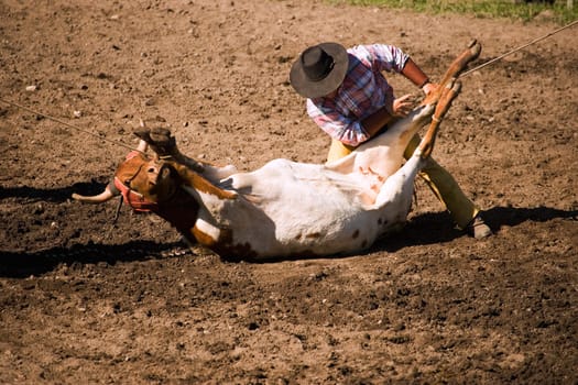 Cowboy steer wrestling