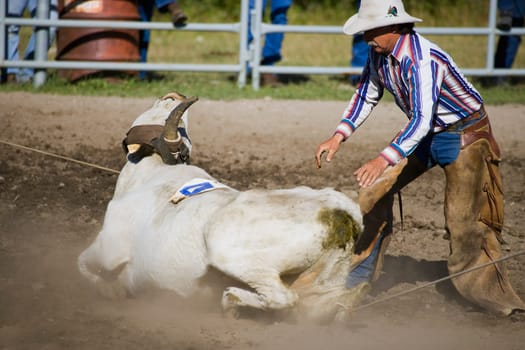 Cowboy roping Longhorn steer