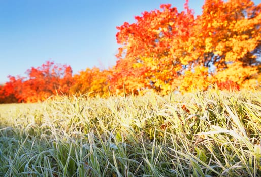 Frosty grass in the autumn