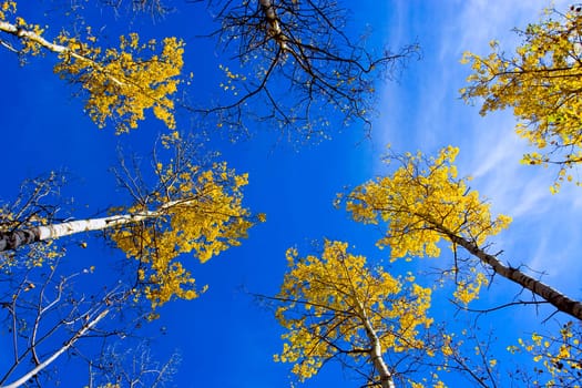 Autumn trees