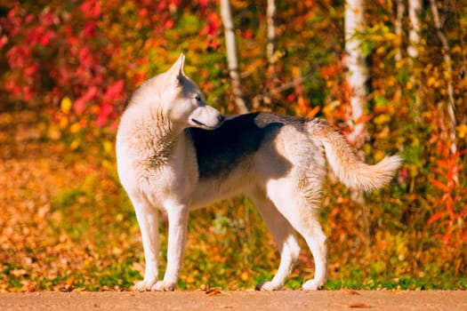 A dog in autumn