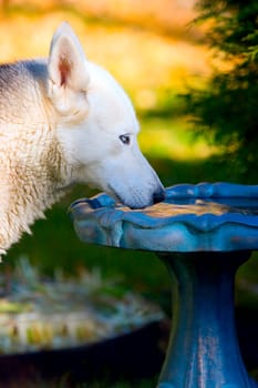 Dog drinks from bird bath