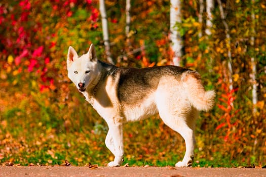 A dog in autumn