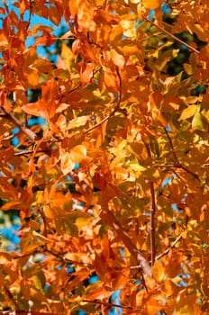 Autumn leaves on branches