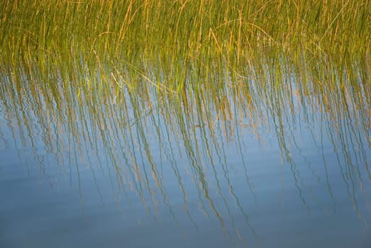 Tall grass growing in water