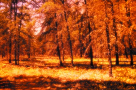 Trees in autumn