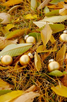 Golden balls among fallen leaves