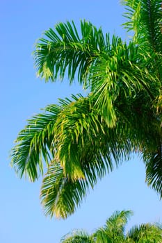 A lush tree