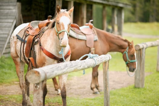 Horses wearing saddles