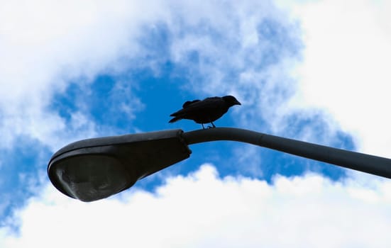 Crow on street light