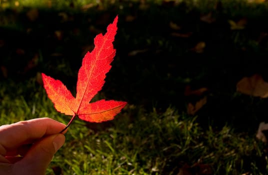 A hand holding a red leaf
