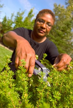 Woman cutting hedge
