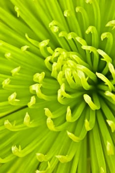 Chartreuse chrysanthemum
