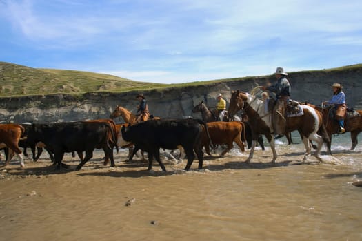 Leading cattle through water