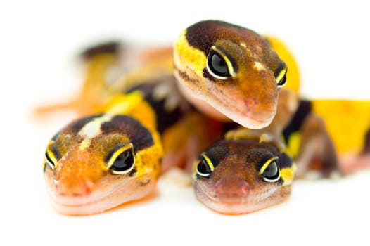 Closeup of lizards' eyes