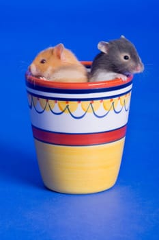 Pair of small critters