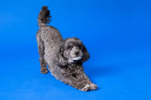Terri-poo (Terrier/Poodle cross) Dog in downward dog position