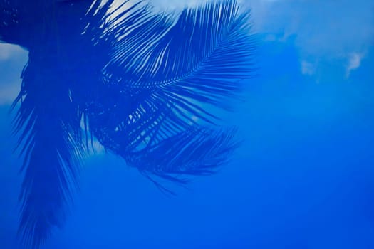 Palm branches