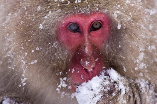 Japanese snow monkey