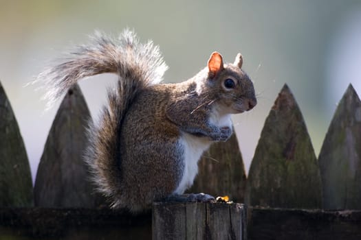Squirrel sitting on a fence post