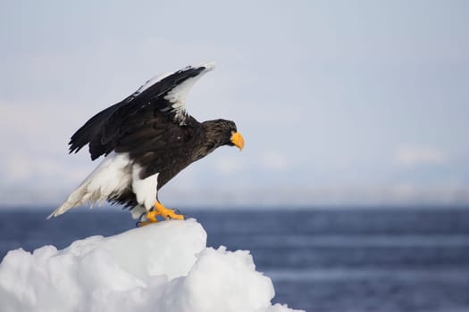 Steller's sea eagle standing on snow