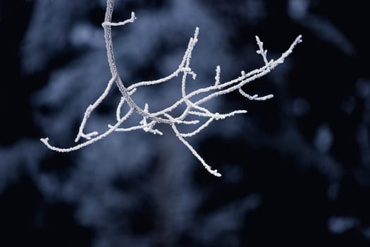 A frosty twig
