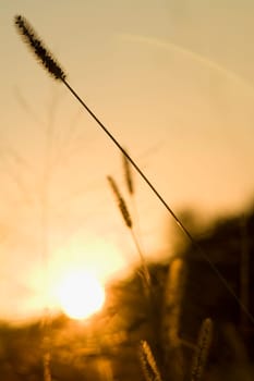Stalk of grain