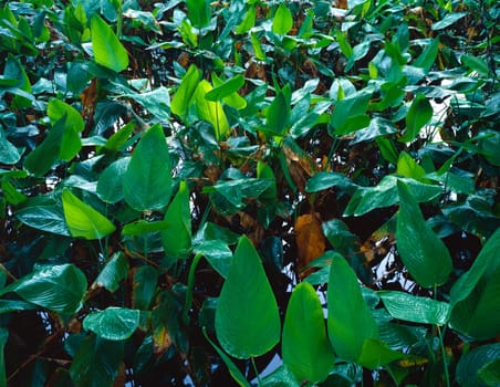 Closeup of foliage in rainforest