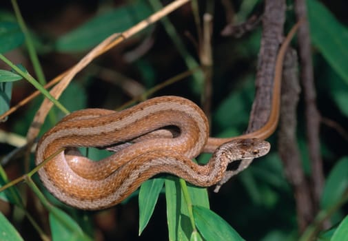 Northern brown snake (Storeria d. dekayi) coiled on a branch, Daniel's Area, Patapsco State Park
