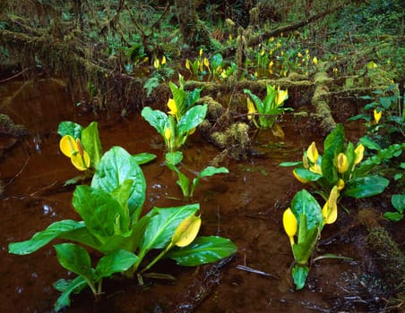 Skunk cabbage growing in rainforest