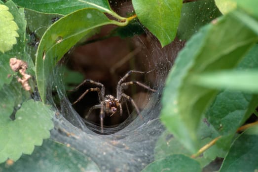 Close up of grass spider retrieving prey from a funnel web