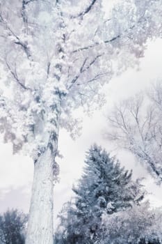 Frosted Tree
