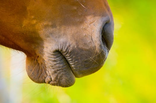 Close up of horse nose and mouth